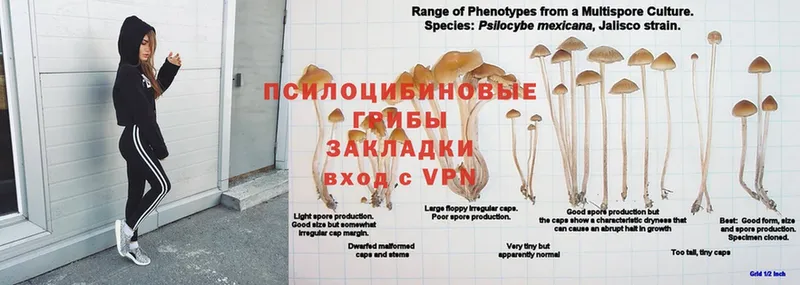 Псилоцибиновые грибы Psilocybine cubensis  закладки  Ржев 