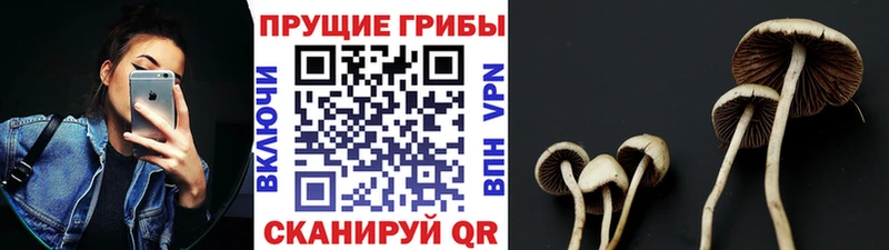 где купить   блэк спрут вход  Псилоцибиновые грибы Cubensis  Ржев 
